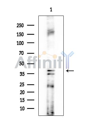 RFC2 Antibody - Western blot analysis of extracts from Rat brain, using RFC2 Antibody at 1/1000 dilution.