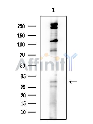TMEM101 Antibody - Western blot analysis of extracts from COLO205 cells, using TMEM101 Antibody at 1/1000 dilution.