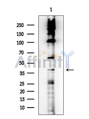 GPR100 Antibody - Western blot analysis of extracts from COLO205 cells, using GPR100 Antibody at 1/1000 dilution.