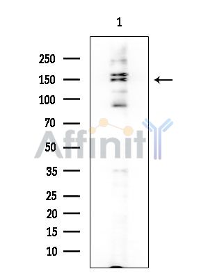 GPR126 Antibody - Western blot analysis of extracts from COLO205 cells, using GPR126 Antibody at 1/1000 dilution.