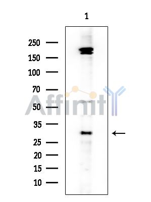 MRGRG Antibody - Western blot analysis of extracts from COLO205 cells, using MRGRG Antibody at 1/1000 dilution.