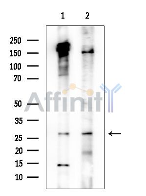 OR10AG1 Antibody - Western blot analysis of extracts from various samples, using OR10AG1 Antibody at 1/1000 dilution.