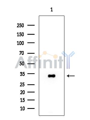 OR2AP1 Antibody - Western blot analysis of extracts from Mouse brain, using OR2AP1 Antibody at 1/1000 dilution.