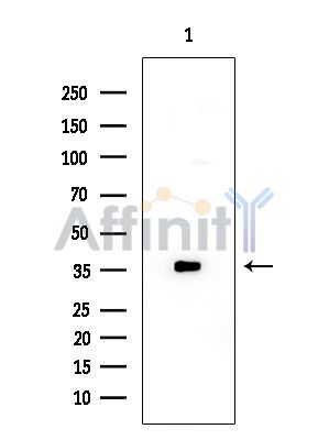 OR2AP1 Antibody - Western blot analysis of extracts from Rat brain, using OR2AP1 Antibody at 1/1000 dilution.
