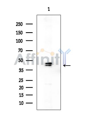 OR52E6 Antibody - Western blot analysis of extracts from Rat brain, using OR52E6 Antibody at 1/1000 dilution.