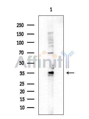 OR1D2 Antibody - Western blot analysis of extracts from COLO205 cells, using OR1D2 Antibody at 1/1000 dilution.
