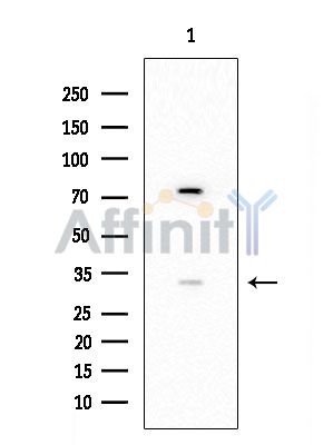 OR1D2 Antibody - Western blot analysis of extracts from HUVEC cells, using OR1D2 Antibody at 1/1000 dilution.