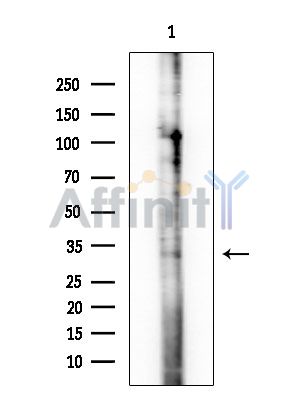 OR2G3 Antibody - Western blot analysis of extracts from HUVEC cells, using OR2G3 Antibody at 1/1000 dilution.