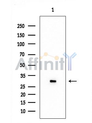 OR2I1 Antibody - Western blot analysis of extracts from Mouse brain, using OR2I1 Antibody at 1/1000 dilution.