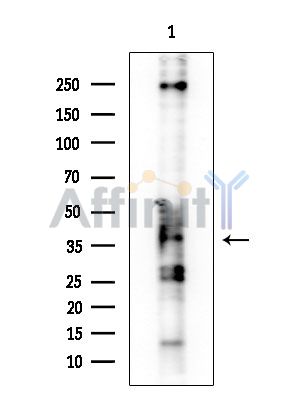 OR2L5 Antibody - Western blot analysis of extracts from HUVEC cells, using OR2L5 Antibody at 1/1000 dilution.