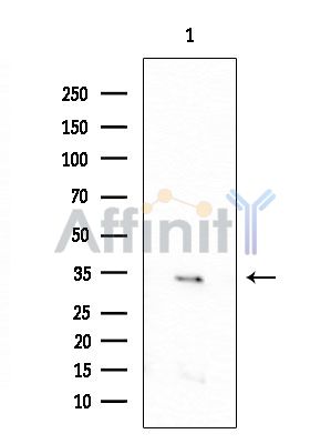 OR4C15 Antibody - Western blot analysis of extracts from COLO205 cells, using OR4C15 Antibody at 1/1000 dilution.