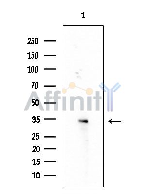 OR4C15 Antibody - Western blot analysis of extracts from HUVEC cells, using OR4C15 Antibody at 1/1000 dilution.