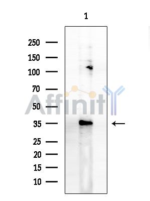 OR5AR1 Antibody - Western blot analysis of extracts from COLO205 cells, using OR5AR1 Antibody at 1/1000 dilution.