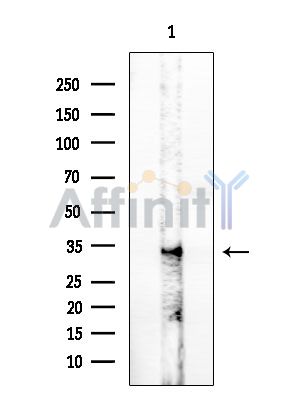 OR5AR1 Antibody - Western blot analysis of extracts from HUVEC cells, using OR5AR1 Antibody at 1/1000 dilution.