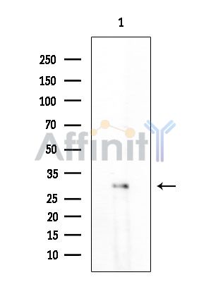 OR5I1 Antibody - Western blot analysis of extracts from HUVEC cells, using OR5I1 Antibody at 1/1000 dilution.