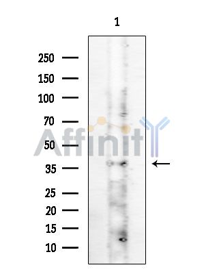 OR5P3 Antibody - Western blot analysis of extracts from HUVEC cells, using OR5P3 Antibody at 1/1000 dilution.