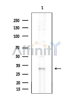 OR8J3 Antibody - Western blot analysis of extracts from HUVEC cells, using OR8J3 Antibody at 1/1000 dilution.