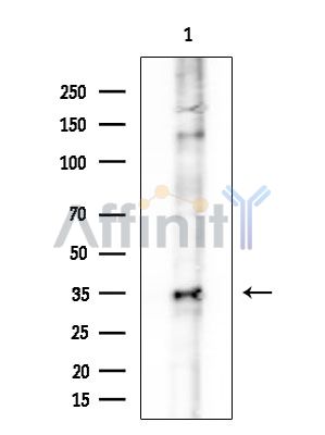 OR8J3 Antibody - Western blot analysis of extracts from COLO205 cells, using OR8J3 Antibody at 1/1000 dilution.
