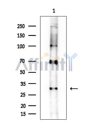 TAS2R16 Antibody - Western blot analysis of extracts from Rat brain, using TAS2R16 Antibody at 1/1000 dilution.