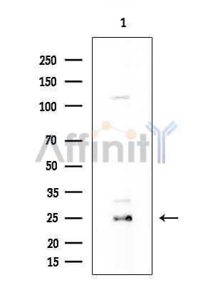 OR10A7 Antibody - Western blot analysis of extracts from COLO205 cells, using OR10A7 Antibody at 1/1000 dilution.