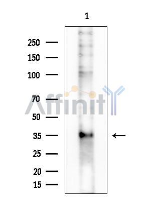 OR10G4 Antibody - Western blot analysis of extracts from COLO205 cells, using OR10G4 Antibody at 1/1000 dilution.
