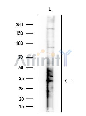 OR10H1 Antibody - Western blot analysis of extracts from HUVEC cells, using OR10H1 Antibody at 1/1000 dilution.