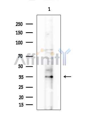 OR10H1 Antibody - Western blot analysis of extracts from COLO205 cells, using OR10H1 Antibody at 1/1000 dilution.
