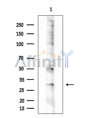 OR10S1 Antibody - Western blot analysis of extracts from HUVEC cells, using OR10S1 Antibody at 1/1000 dilution.