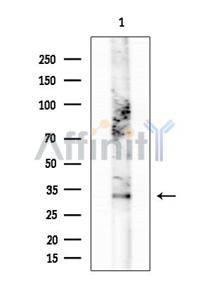 OR51B6 Antibody - Western blot analysis of extracts from HUVEC cells, using OR51B6 Antibody at 1/1000 dilution.