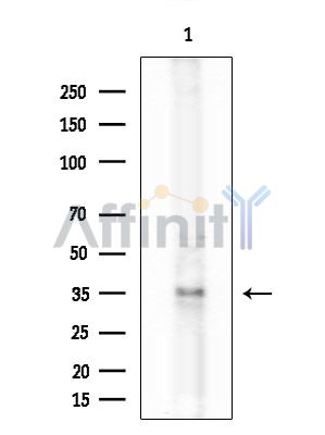 OR51B6 Antibody - Western blot analysis of extracts from COLO205 cells, using OR51B6 Antibody at 1/1000 dilution.