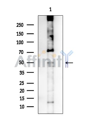 PTGDR Antibody - Western blot analysis of extracts from COLO205 cells, using PTGDR Antibody at 1/1000 dilution.