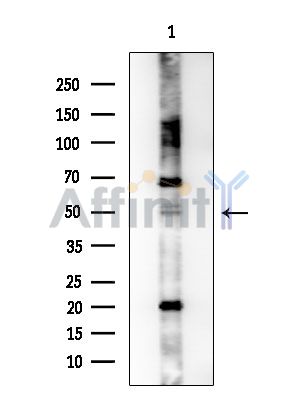 PTGDR Antibody - Western blot analysis of extracts from HUVEC cells, using PTGDR Antibody at 1/1000 dilution.