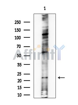 MDK Antibody - Western blot analysis of extracts from HUVEC cells, using MDK Antibody at 1/1000 dilution.