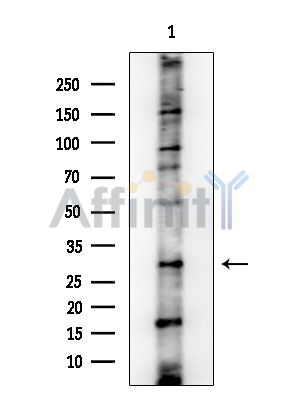 PSMG2 Antibody - Western blot analysis of extracts from COLO205 cells, using PSMG2 Antibody at 1/1000 dilution.