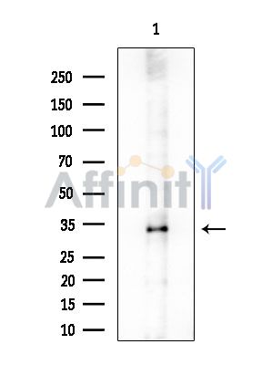 PSMG2 Antibody - Western blot analysis of extracts from HUVEC cells, using PSMG2 Antibody at 1/1000 dilution.