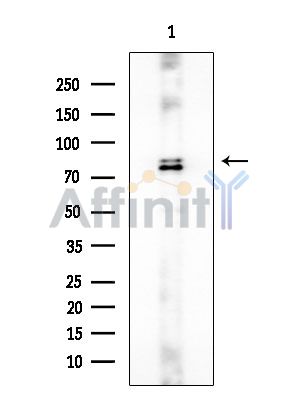 MCM3 Antibody - Western blot analysis of extracts from Mouse brain, using MCM3 Antibody at 1/1000 dilution.