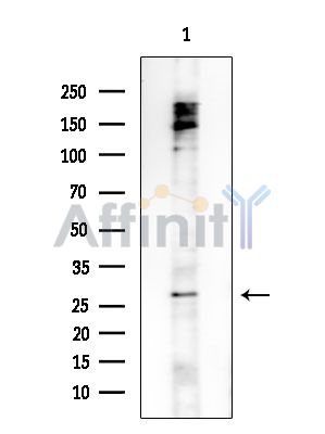 FAM3B Antibody - Western blot analysis of extracts from Rat brain, using FAM3B Antibody at 1/1000 dilution.