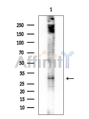 RNASE11 Antibody - Western blot analysis of extracts from Mouse brain, using RNASE11 Antibody at 1/1000 dilution.