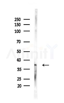CAPG Antibody - Western blot analysis of lysates from Mouse brain, using CAPG Antibody at 1/1000 dilution.