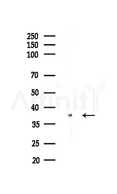 CAPG Antibody - Western blot analysis of lysates from Rat lung, using CAPG Antibody at 1/1000 dilution.