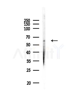 Phospho-AKT1/2/3 (Ser473) Antibody - Western blot analysis of lysates from RAW264.