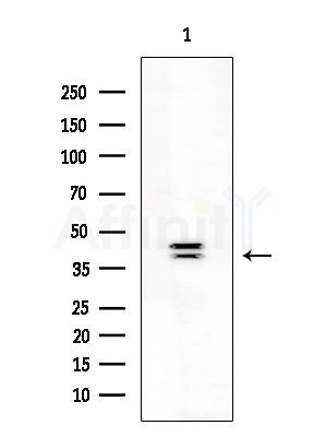 Phospho-hnRPD (Ser83) Antibody - Western blot analysis of extracts from COLO205 cells, using Phospho-hnRPD (Ser83) Antibody at 1/1000 dilution.