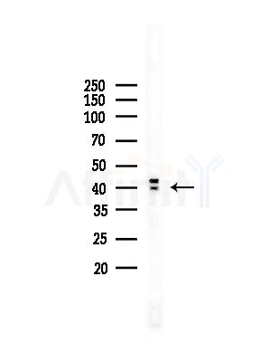 Phospho-hnRPD (Ser83) Antibody - Western blot analysis of lysates from COLO205 cells, using Phospho-hnRPD (Ser83) Antibody at 1/1000 dilution.