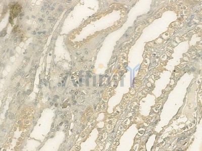 APLF Antibody - AF0108 at 1/100 staining human normal kidney tissue by IHC-P.