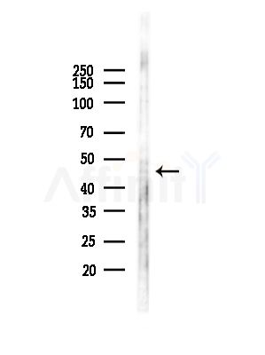 E2F4 Antibody - Western blot analysis of lysates from COLO205 cells(UV,30min treatment), using E2F4 Antibody at 1/1000 dilution.