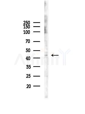E2F4 Antibody - Western blot analysis of lysates from Hela cells(heat-shock,45min treatment), using E2F4 Antibody at 1/1000 dilution.