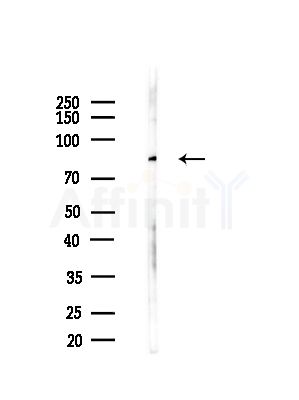 mGluR7 Antibody - Western blot analysis of lysates from B16(LPS, 4h treatment), using mGluR7 Antibody at 1/1000 dilution.
