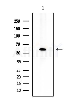 GLUT3 Antibody - Western blot analysis of extracts from COLO205 cells, using GLUT3 Antibody at 1/1000 dilution.