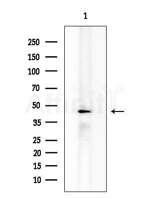 GLUT3 Antibody - Western blot analysis of extracts from Rat testis, using GLUT3 Antibody at 1/1000 dilution.