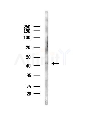 Granzyme B/H Antibody - Western blot analysis of lysates from Mouse liver, using Granzyme B/H Antibody at 1/1000 dilution.
